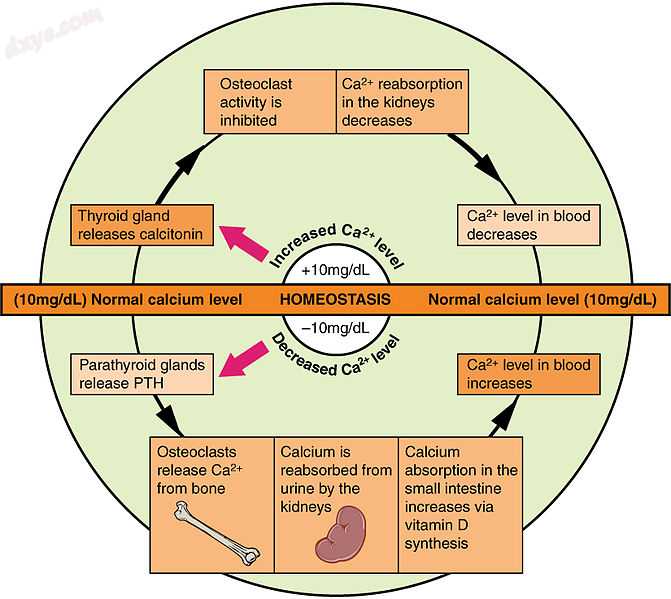 The body regulates calcium homeostasis with two pathways; one is signaled to tur.jpg
