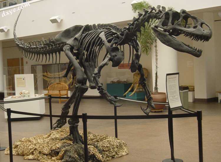 Allosaurus fragilis was found to have the most 应力性骨折s of any dinosaur .jpg