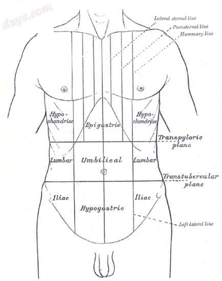 Abdominal pain can be characterized by the region it affects.png