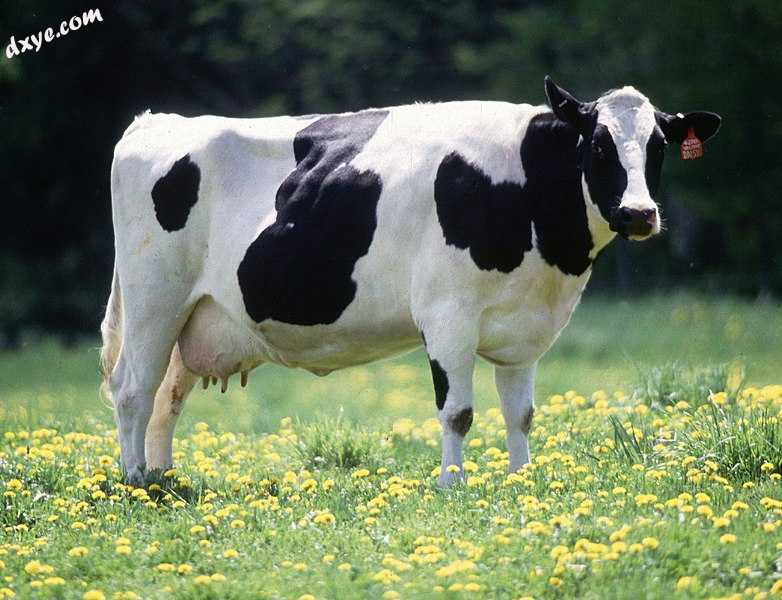 The 肠胃气胀 of cows is only a small portion of cows&#039; methane release. Co.jpg