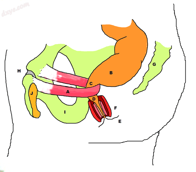 Stylized diagram showing action of the puborectalis sling, the looping of the.png