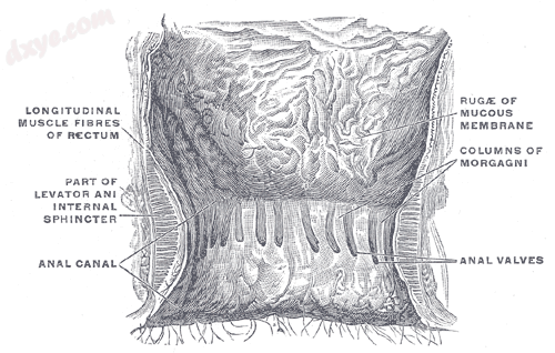 Structure of anal canal.png