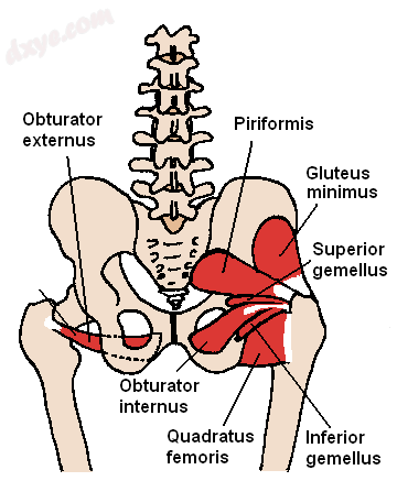 The obturator internus and nearby muscles.png