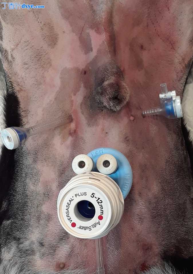 犬尸体腹腔镜根治性前列腺切除术技术描述：2D 与 3D 相机