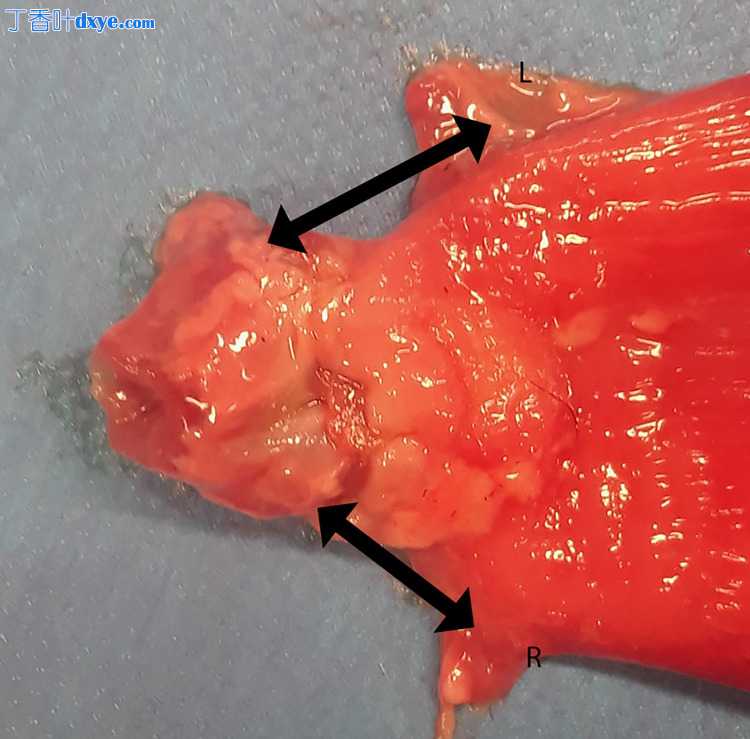 犬尸体腹腔镜根治性前列腺切除术技术描述：2D 与 3D 相机