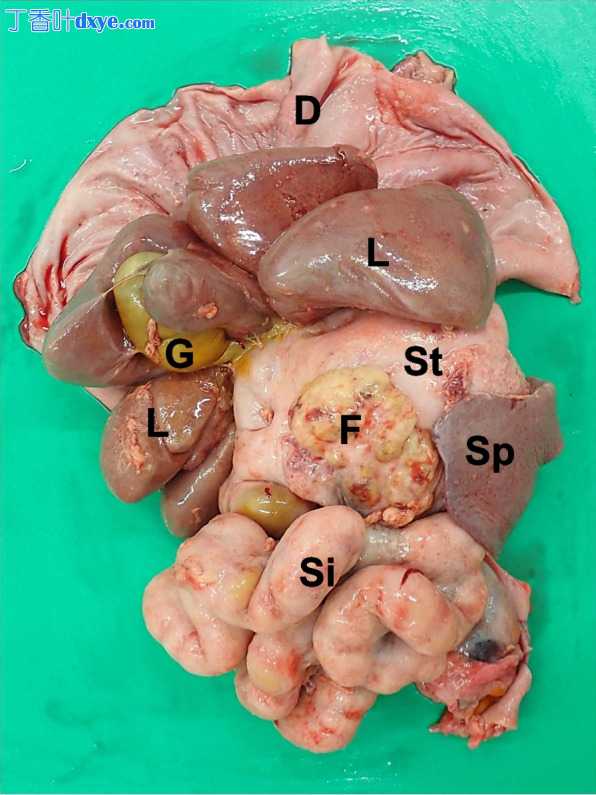 患有胰腺导管腺癌的狗的硬化性包膜性腹膜炎