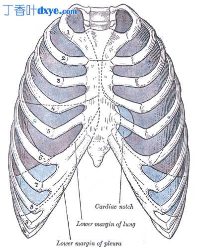 右胸椎解剖 - 叙述