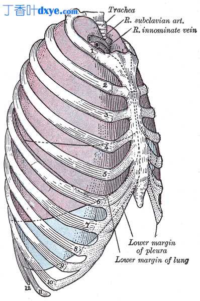 右胸椎解剖 - 叙述