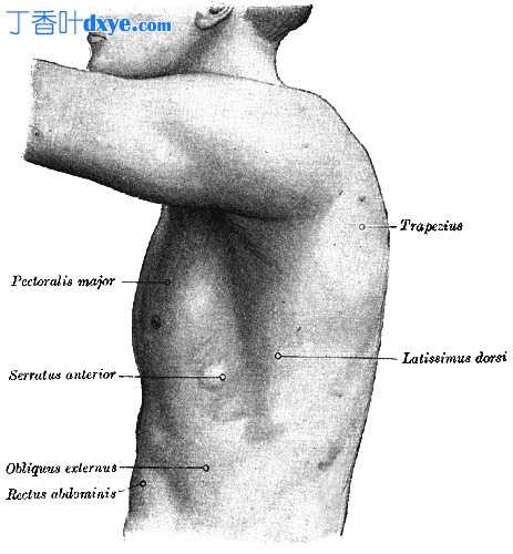 右胸椎解剖 - 叙述