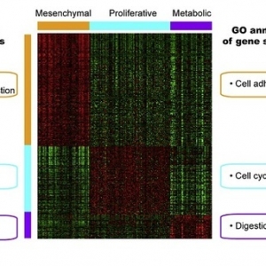 胃癌分子分型更能反应肿瘤特性和对治疗的反应