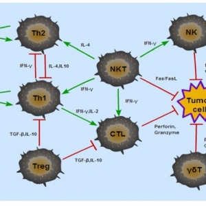 肺癌治疗中的T细胞相关免疫疗法(综述）