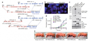 肺癌NTRK1融合基因研究进展