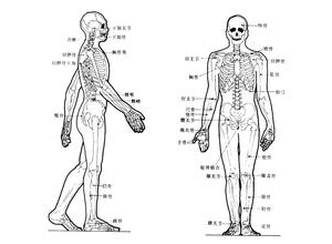 建立对腹腔镜器械的手柄符合人体工程学的研究框架